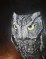 Western Screech Owl