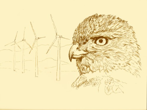 Hawks and energy