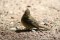 Pacific-slope Flycatcher