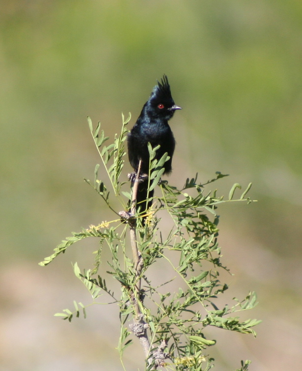 A Day of Learning Flycatchers, Warblers, and More |