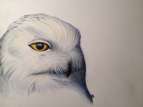Snowy Owl- Bubo scandiaca. 9x12" prismacolor on bristol.
