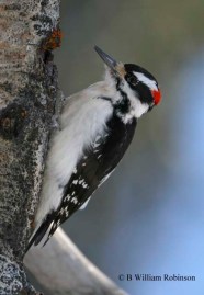A Personal Photo First The Hairy Woodpecker