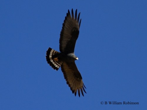 Zone-tailed Hawk- Buteo albonatatus