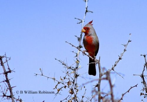 Pyrrhuloxia- Cardinalis sinuatus