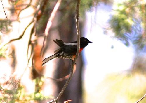 Painted Redstart- Myioborus pictus