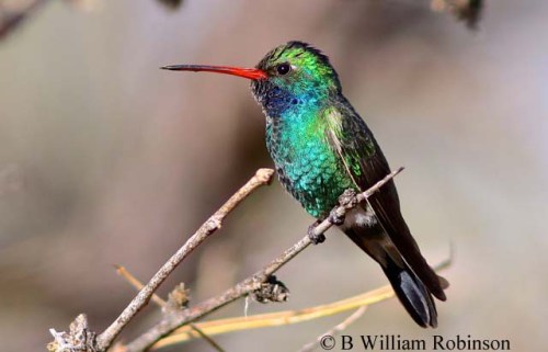 Broad-billed Hummingbird- Cynanthus latirostris