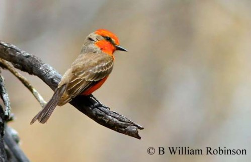 Vermilion Flycatcher- Pyrocephalus rubinus