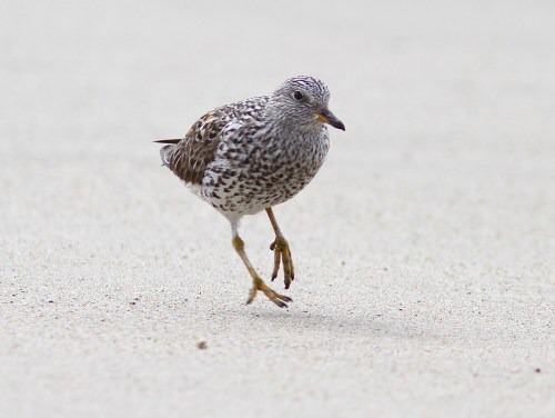 Surfbird- Aphriza virgata