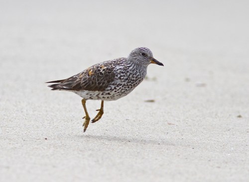 The lame-legged Surfbird