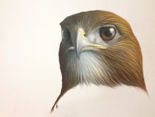 Red-tailed Hawk- Buteo jamaicensis. 12x16" prismacolor on bristol