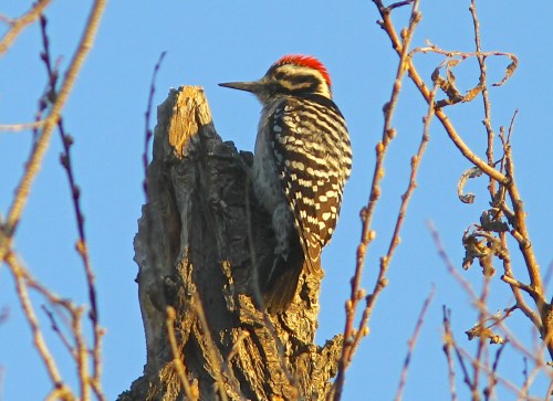 A possible male Nuttall'sXLadder-backed cross.