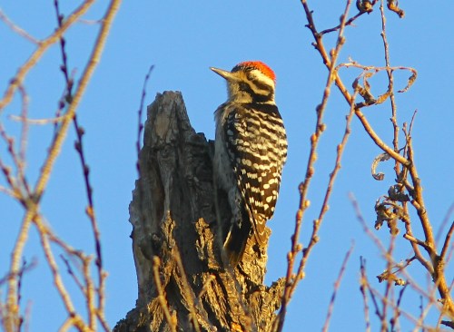 Possible Nuttall'sXLadder-backed Woodpecker. Note the dark black patch on the upper back, and extensive red of the crown, two contradictory features.