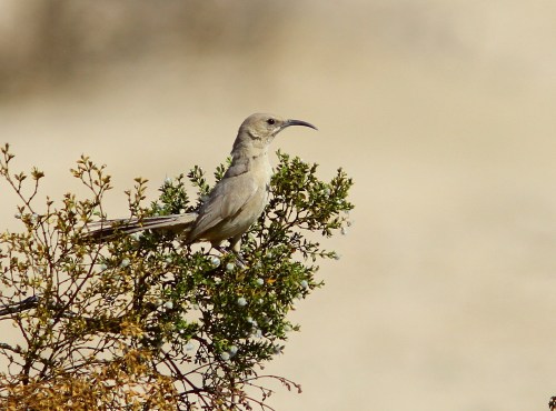 Le Conte's Thrasher- Toxostoma lecontei