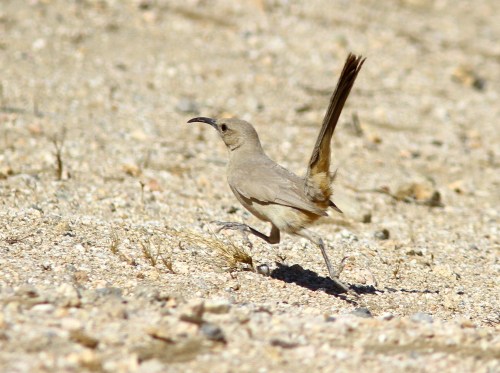 The Le Conte's Thrasher signature habit, running along the sand as if it were a Roadrunner.