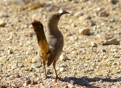Le Conte's Thrasher- Toxostoma lecontei