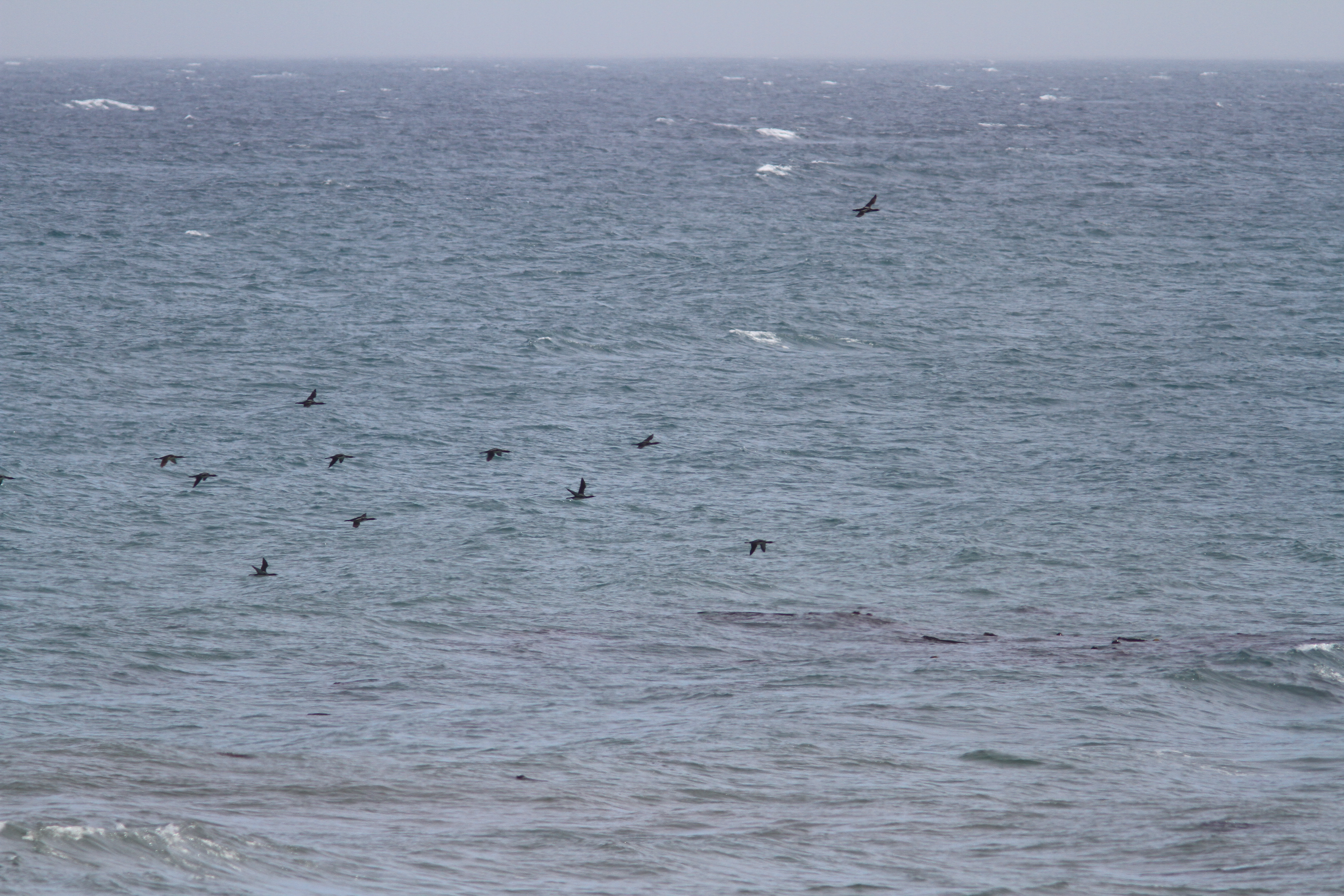Pacific Loon- Gavia pacifica