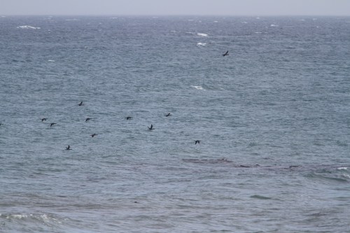 Pacific Loon- Gavia pacifica