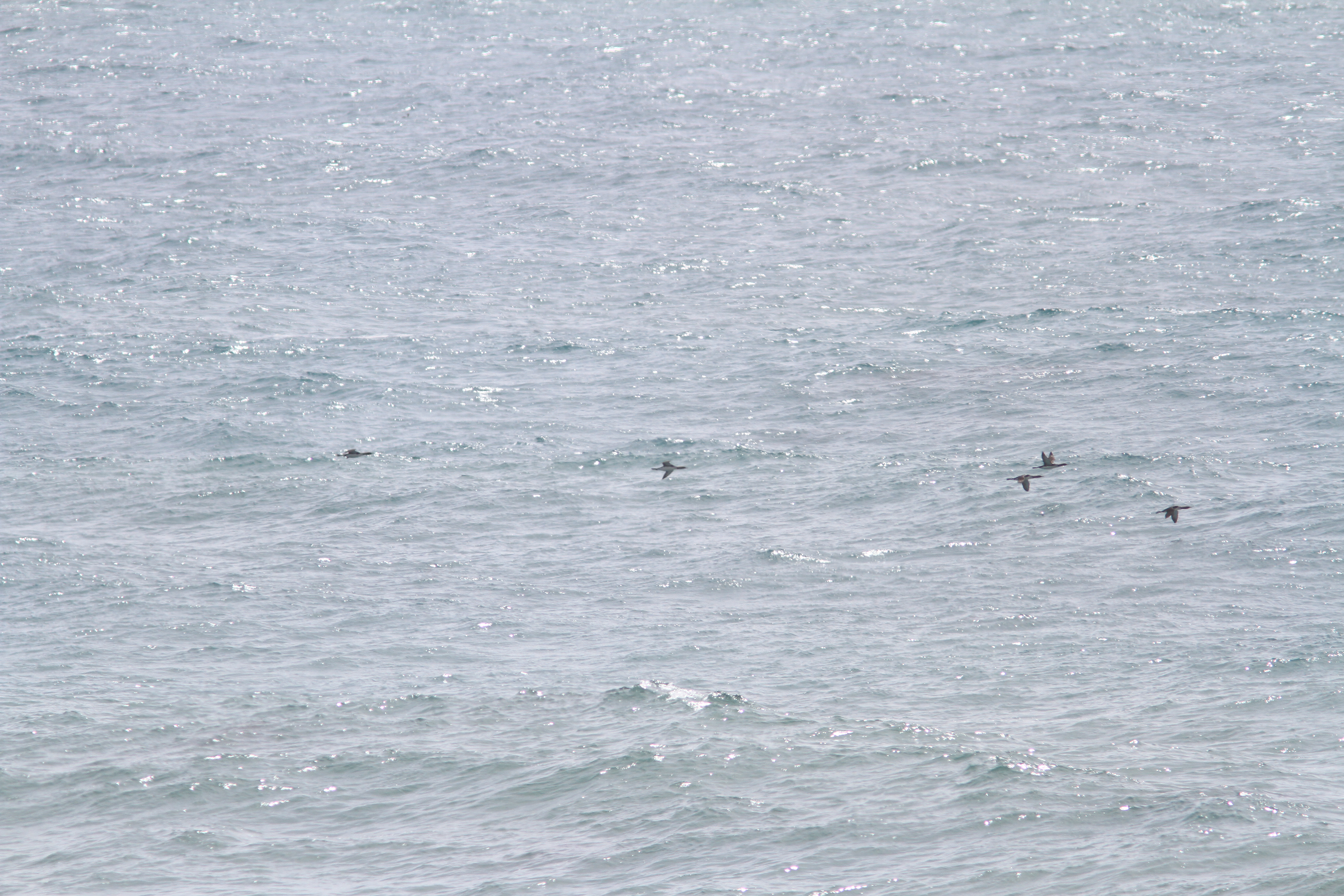 Red-throated Loon- Gavia stellata