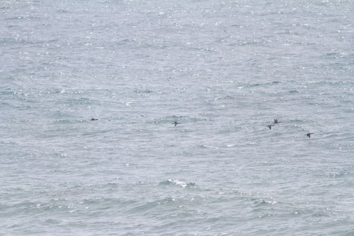 Red-throated Loon- Gavia stellata