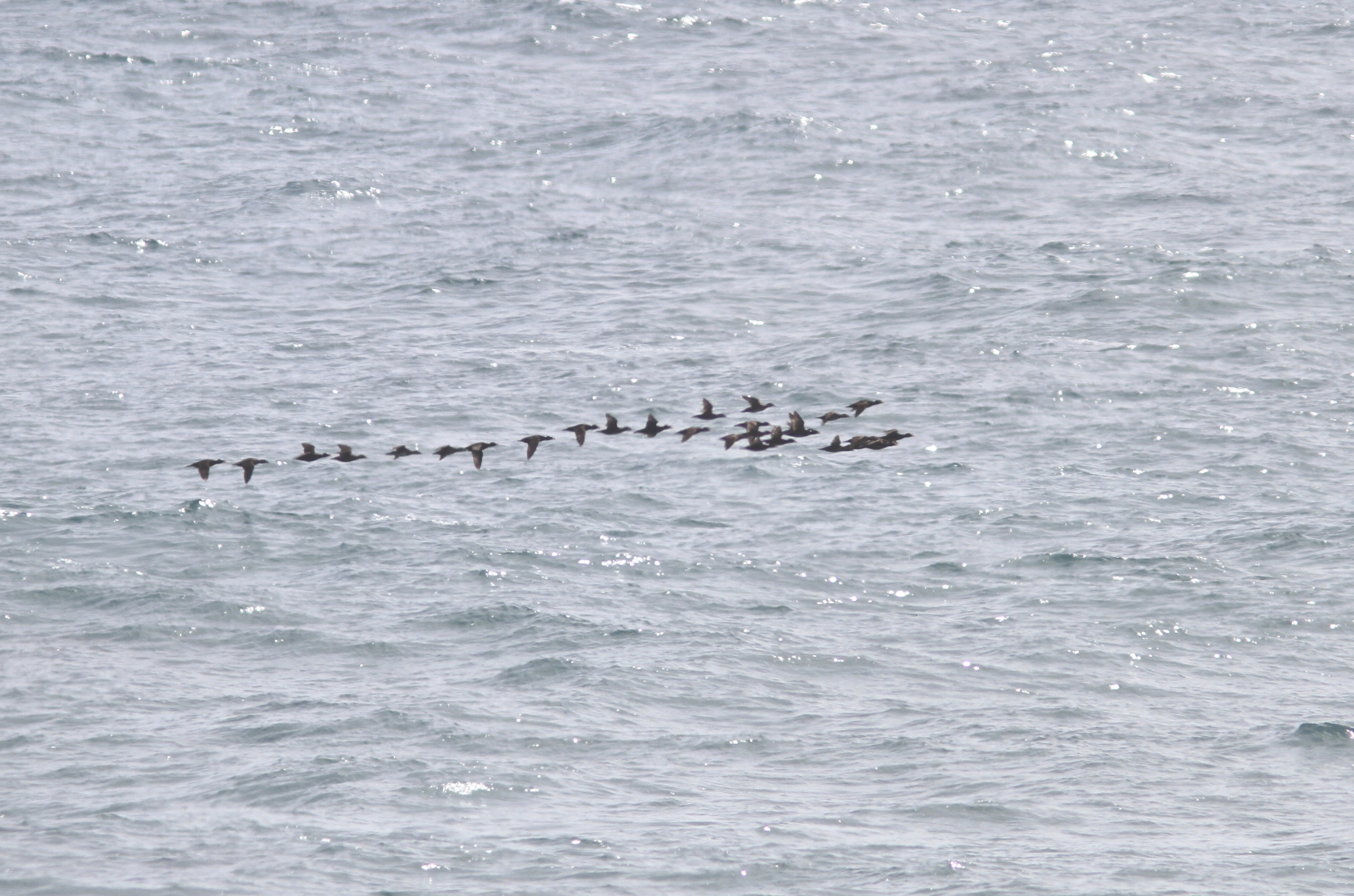 Surf Scoter- Melanitta perspicillata migrating north 