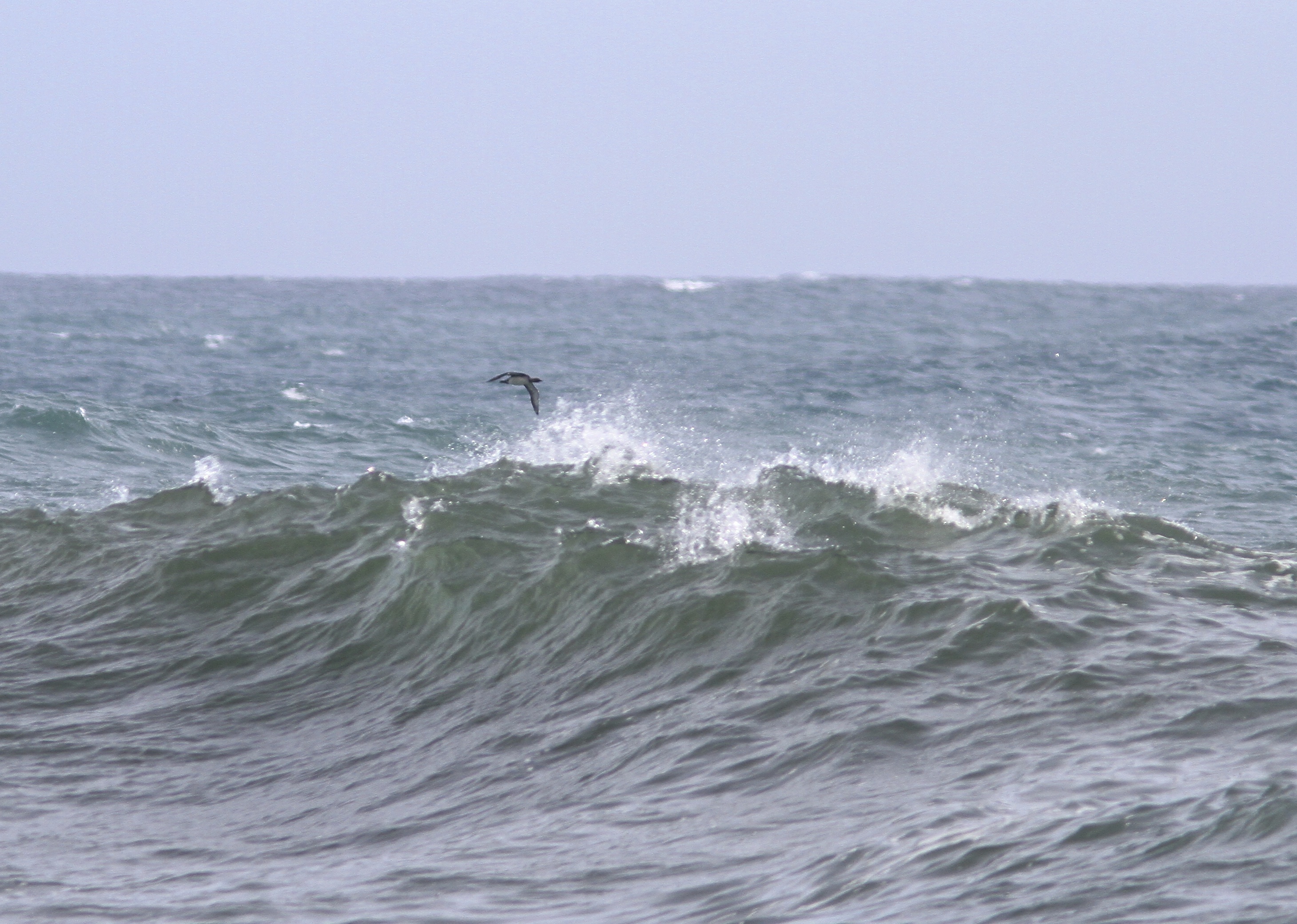 Pacific Loon- Gavia pacifica