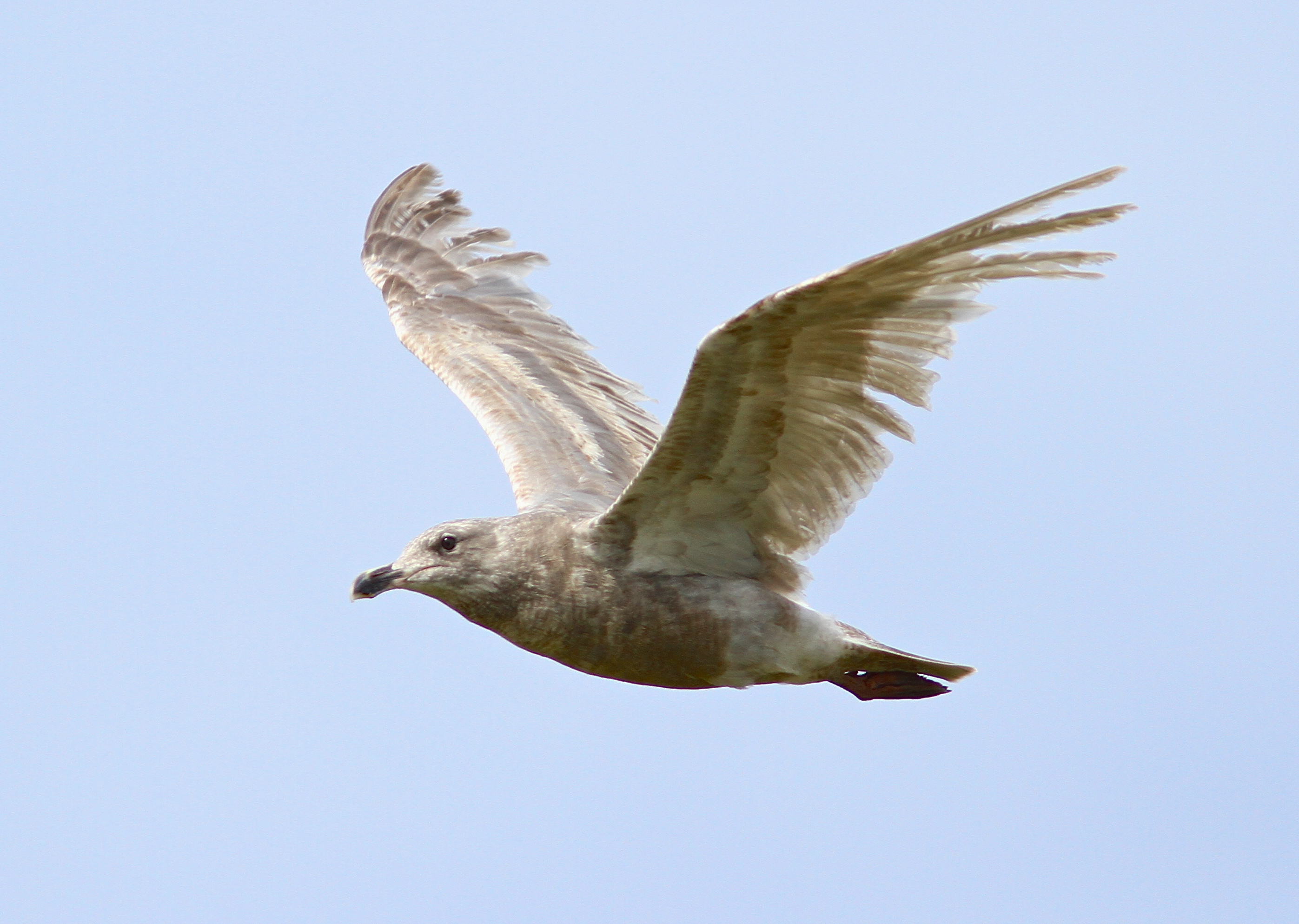 A first winer in its first pre basic molt Glaucous-winged Gull- Larus glaucescens