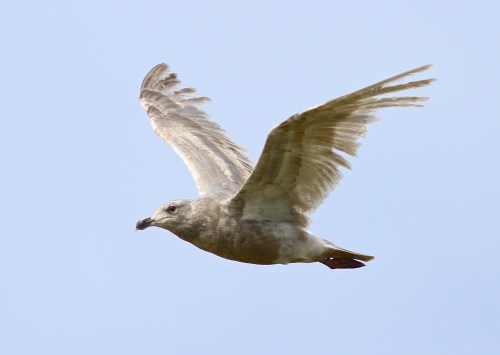 A first winer in its first pre basic molt Glaucous-winged Gull- Larus glaucescens
