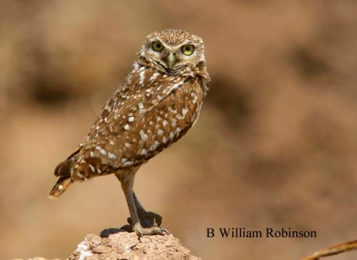 Burrowing Owl- Athene cunicularia