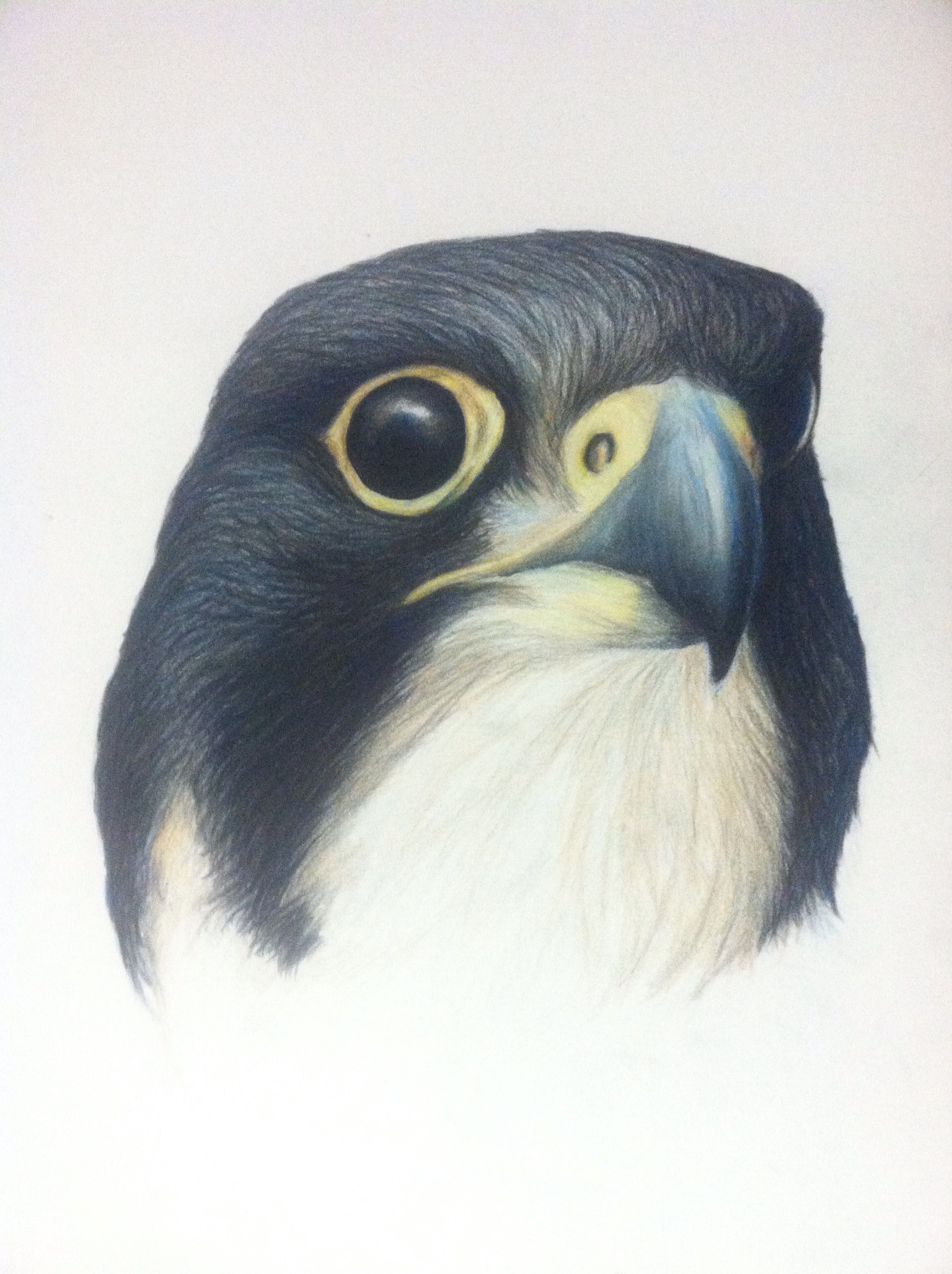 Peregrine Falcon- Falco peregrinus. 11x18" prismacolor on bristol