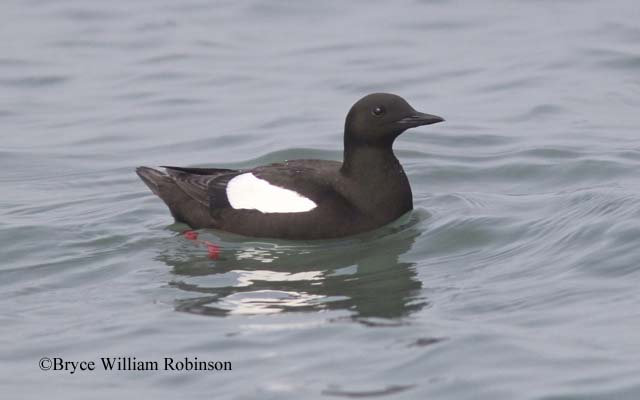 An Arctic Ocean Alcid: The Black Guillemot
