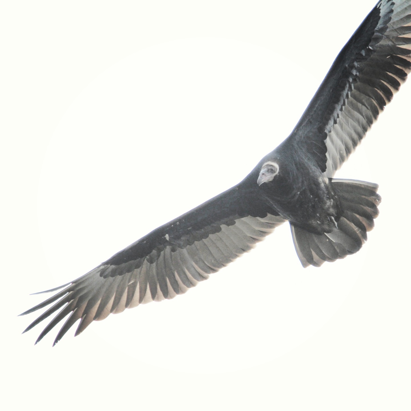 A “Meridionalis” Turkey Vulture |