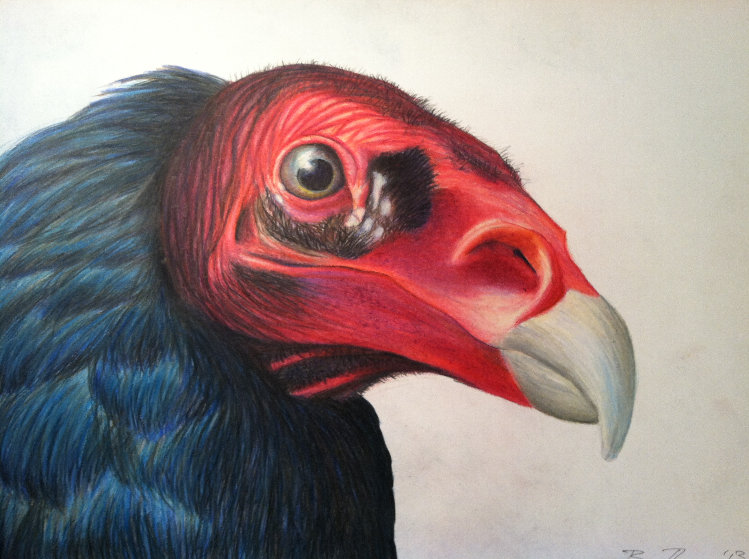 A “Meridionalis” Turkey Vulture |