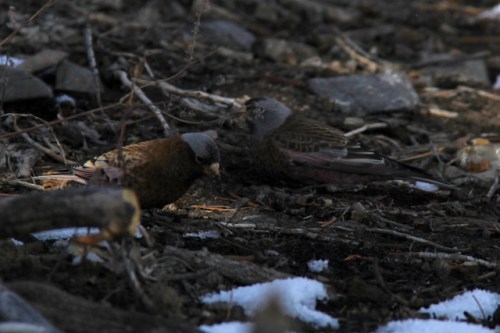 "Tephrocotis" (left) and "Littoralis" or "Hepburns" (right). Goshutes Mountains, Nevada. October.