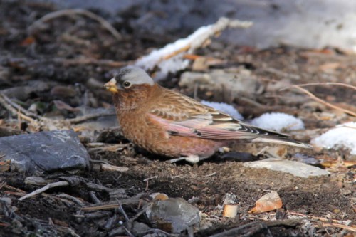 Adult "Tephrocotis" Gray-crowned Rosy Finch. Goshutes Mountains, Nevada. October
