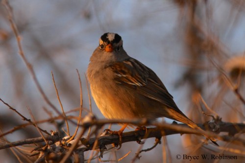 "Gambel's" White-crowned Sparrow- Zonotrichia leucophrys gambelii