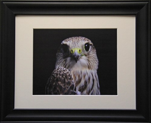 Portrait of a Prairie Merlin- Framed 8x10 Giclee Print