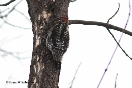 Possible RNSA x RBSA