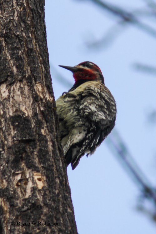 Possible RNSA x RBSA