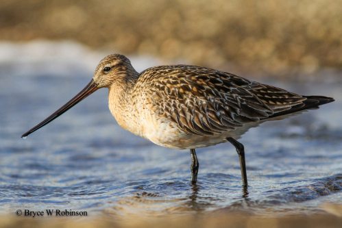 Female Bar-tailed Godwit