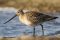 Female Bar-tailed Godwit