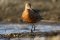 Male Bar-tailed Godwit