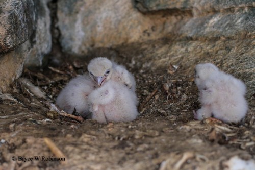 Gyrfalcon Nestlings