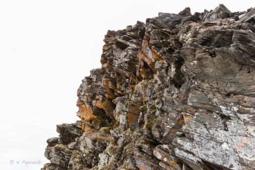 On Rappel in a Gyrfalcon Nest