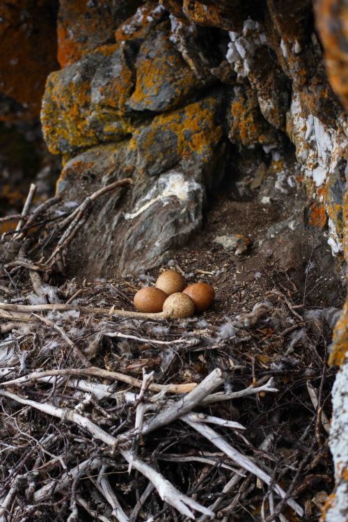 Gyrfalcon Nest