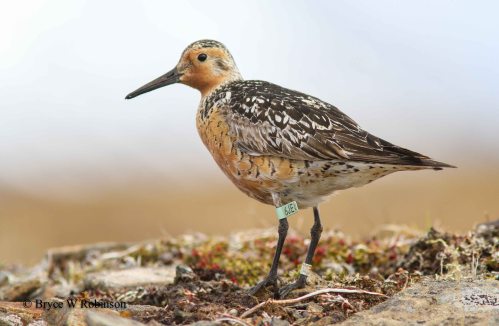 Red Knot - Calidris canutus roselaari