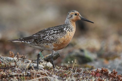 Red Knot - Calidris canutus roselaari