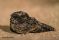 Common Poorwill