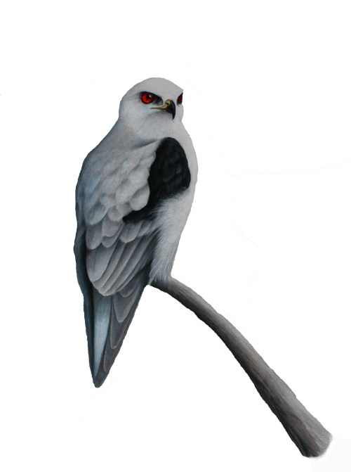 White-tailed Kite - Elanus leucurus. 11 x 17" prismacolor illustration on bristol board.