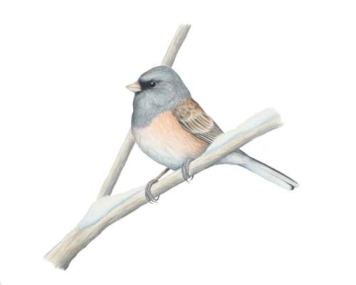 junco_copy