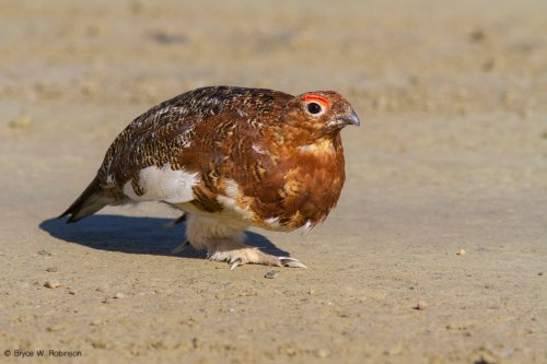Willow Ptarmigan